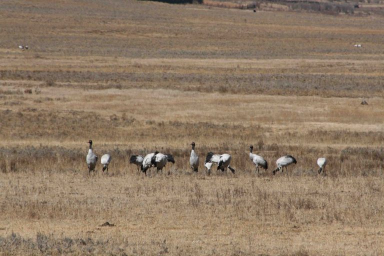 black necked crane in phobjikha valley