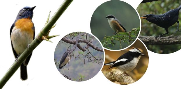 birds-festival-flyer